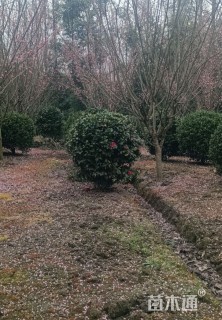 冠幅120厘米茶花球