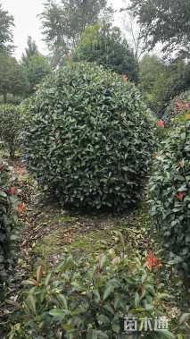 冠幅150厘米红叶石楠球