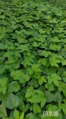 高度25厘米八角金盘小苗