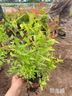 高度50厘米金焰绣线菊