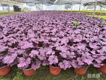 高度30厘米矾根