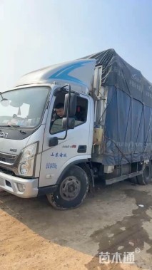 高度50厘米天蓝鼠尾草