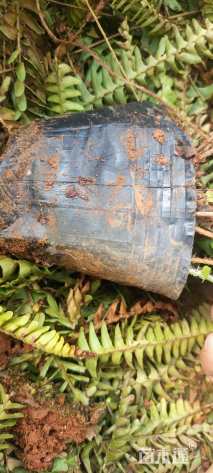 高度35厘米肾蕨