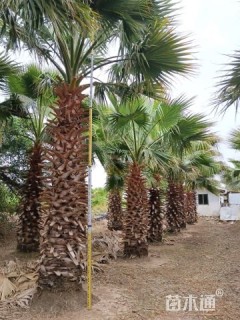 裸干高600厘米华棕