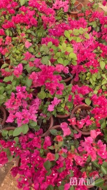 高度40厘米三角梅