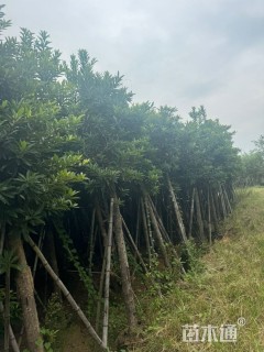 10公分黄金熊猫