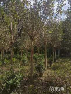 高度250厘米丁香