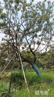 25公分造型朴树