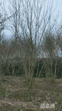 高度300厘米丛生紫薇