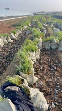 高度60厘米狼尾草