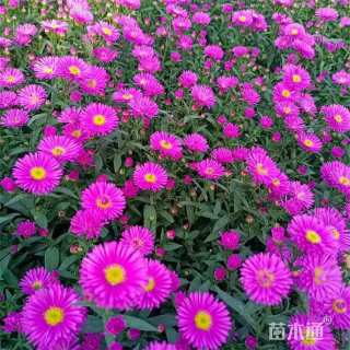 高度20厘米翠菊
