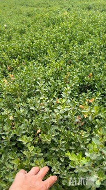 高度15厘米黄杨