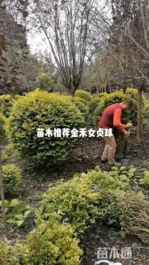 冠幅100厘米金禾女贞球