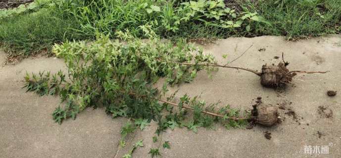 高度100厘米五角枫小苗