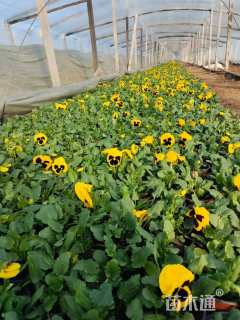 高度10厘米三色堇