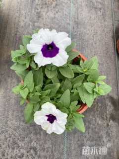 高度10厘米矮牵牛