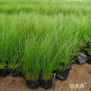 高度20厘米细茎针茅