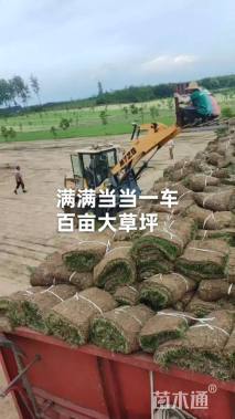 草卷状百慕大草