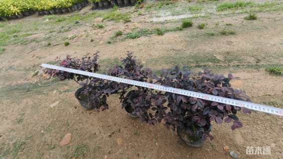 高度30厘米红花继木