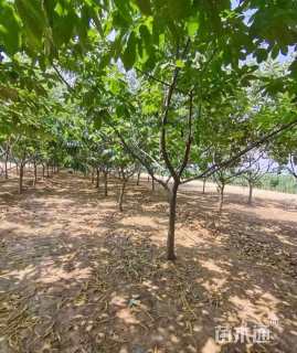 高度300厘米板栗