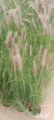 高度20厘米金红羽狼尾草