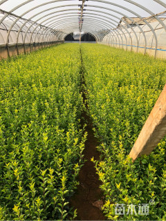 高度35厘米金禾女贞