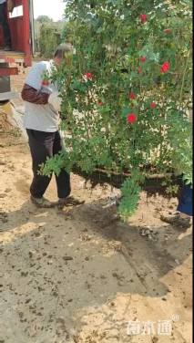 高度50厘米月季