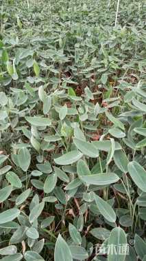 高度50厘米再力花