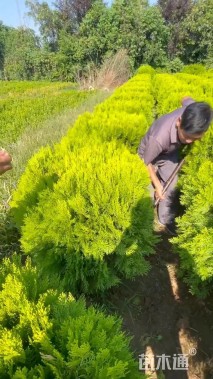 冠幅80厘米洒金柏球