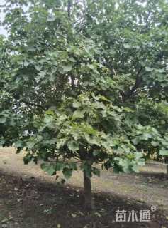 4公分山楂树