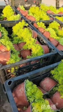 高度10厘米佛甲草