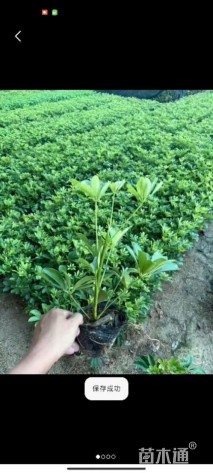 高度20厘米鹅掌柴