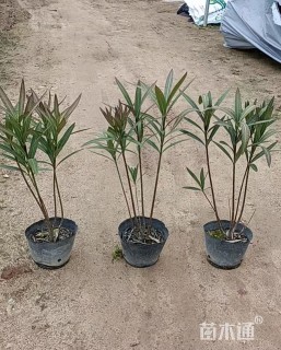 高度100厘米红花夹竹桃