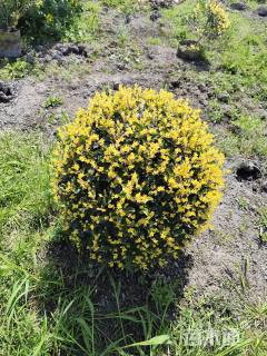 冠幅150厘米金禾女贞球