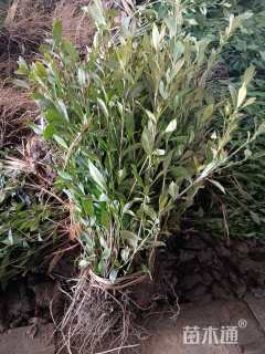 高度45厘米小叶栀子