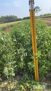 高度100厘米蔷薇