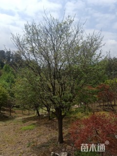 鸡爪槭