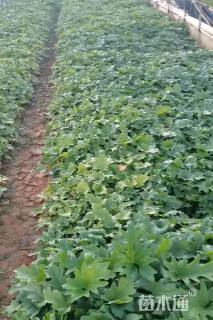 高度40厘米春羽