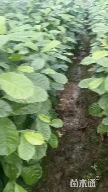 0.8公分乐昌含笑