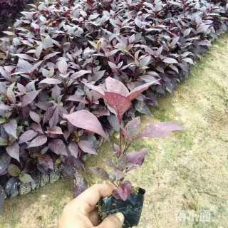 高度30厘米大叶红草