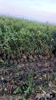 高度90厘米青珊瑚