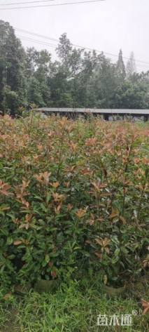 高度80厘米红叶石楠绿篱苗