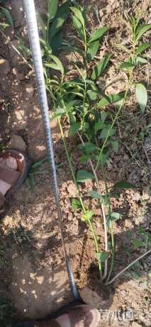 高度60厘米连翘