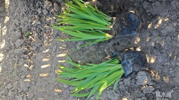 高度30厘米射干