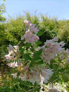 高度100厘米猥实