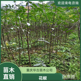 高度50厘米花椒