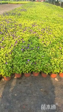 高度20厘米夏堇