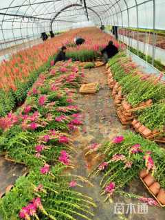 高度20厘米玛格丽特花