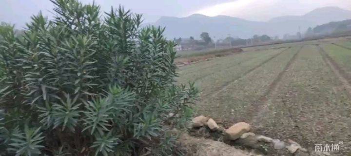 高度100厘米夹竹桃