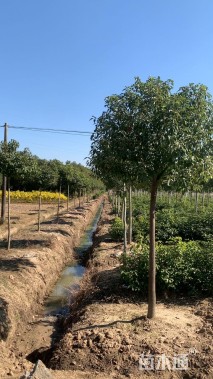 高度60厘米香樟小苗